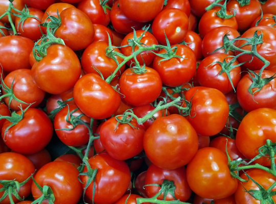 Tomato
